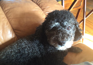 Medium Photo #1 Poodle (Miniature) Puppy For Sale in Beverly Hills, CA, USA