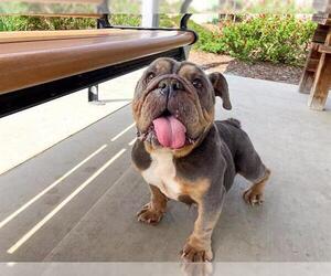 Free-Lance Bulldog Dogs for adoption in Orange, CA, USA