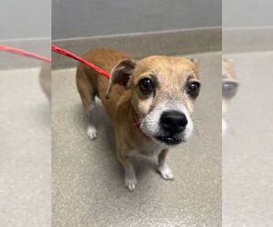 Chihuahua-Unknown Mix Dogs for adoption in Las Vegas, NV, USA