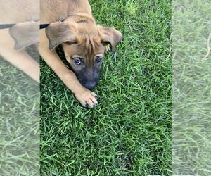 Bullboxer Pit Dogs for adoption in MIDWAY, UT, USA