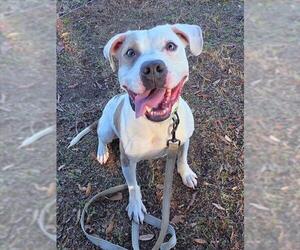 American Pit Bull Terrier-Unknown Mix Dogs for adoption in Ocala, FL, USA
