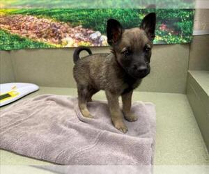 German Shepherd Dog-Unknown Mix Dogs for adoption in Moreno Valley, CA, USA