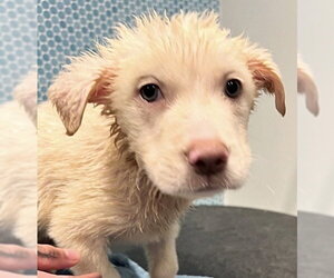 Mutt Dogs for adoption in Houston, TX, USA