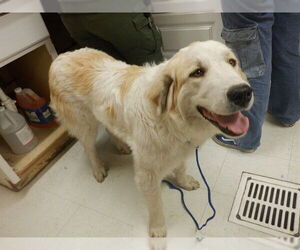 Akbash-Great Pyrenees Mix Dogs for adoption in Oroville, CA, USA
