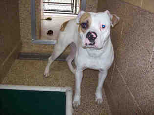 American Bulldog Dogs for adoption in Georgetown, TX, USA