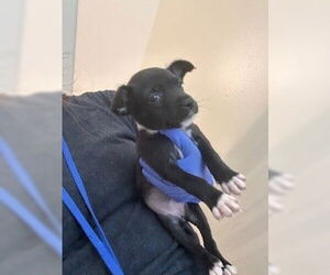 Labrador Retriever-Unknown Mix Dogs for adoption in Houston, TX, USA