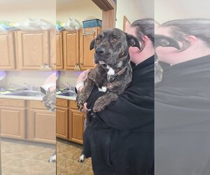 American Pit Bull Terrier-Plott Hound Mix Dogs for adoption in Martinsburg, WV, USA