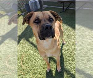 German Shepherd Dog-Unknown Mix Dogs for adoption in Downey, CA, USA