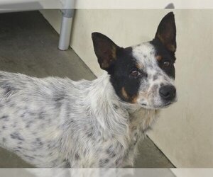 Mutt Dogs for adoption in Orange, CA, USA