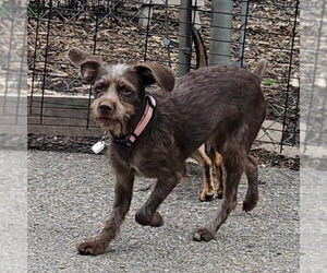 Mutt Dogs for adoption in Bloomingdale, NJ, USA