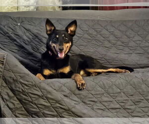 Chihuahua-Unknown Mix Dogs for adoption in New London, WI, USA