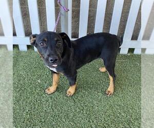 Staffordshire Bull Terrier-Unknown Mix Dogs for adoption in Modesto, CA, USA