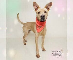 Great Dane-Unknown Mix Dogs for adoption in Corona, CA, USA