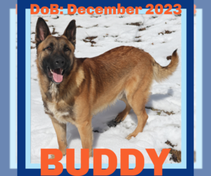 German Shepherd Dog-Unknown Mix Dogs for adoption in Sebec, ME, USA