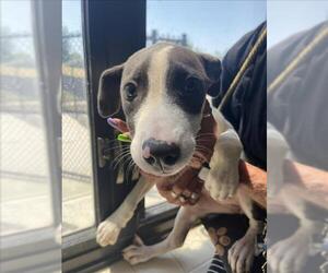 Mutt Dogs for adoption in Tulsa, OK, USA