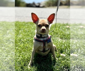 Chihuahua-Unknown Mix Dogs for adoption in Bellevue, WA, USA