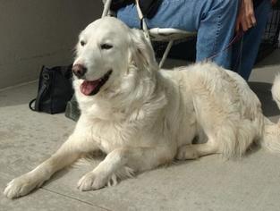 Great Pyrenees Dogs for adoption in Claremore, OK, USA