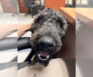 Mutt Dogs for adoption in Virginia Beach, VA, USA