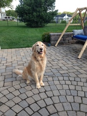 Golden Retriever Dogs for adoption in Centreville, VA, USA