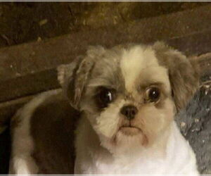 Shih Tzu-Unknown Mix Dogs for adoption in Aurora, IN, USA