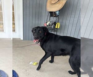 Labrador Retriever Dogs for adoption in San Angelo, TX, USA
