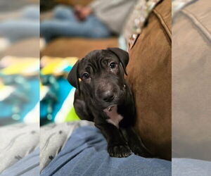 Chinese Shar-Pei-Unknown Mix Dogs for adoption in New London, WI, USA