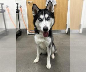 Siberian Husky Dogs for adoption in Forestville, MD, USA