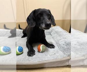 Dachshund-Unknown Mix Dogs for adoption in Chula Vista, CA, USA
