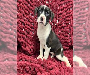 Mutt Dogs for adoption in Westminster, MD, USA