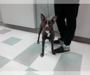 Basenji-Boxer Mix Dogs for adoption in Oklahoma City, OK, USA
