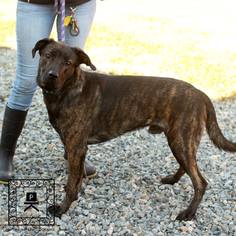 Mastiff Dogs for adoption in Fredericksburg, VA, USA