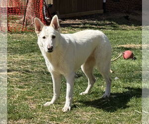 - Mix Dogs for adoption in Hoffman Estates, IL, USA