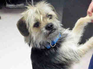 Border Terrier Dogs for adoption in Bowling Green, OH, USA