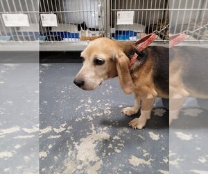 Beagle Dogs for adoption in Linton, IN, USA