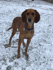 Medium Photo #1 Redbone Coonhound Puppy For Sale in Ontario, Ontario, Canada