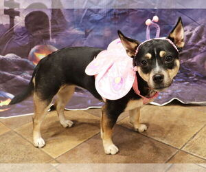 Chipin Dogs for adoption in Victorville, CA, USA