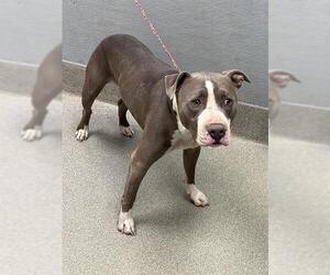 American Pit Bull Terrier-Unknown Mix Dogs for adoption in Las Vegas, NV, USA