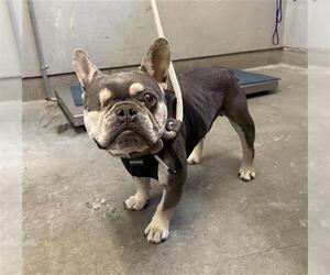 French Bulldog Dogs for adoption in Camarillo, CA, USA