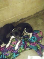 Boglen Terrier Dogs for adoption in Woodbridge, VA, USA