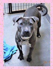 American Pit Bull Terrier Dogs for adoption in San Jacinto, CA, USA