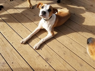 Boxer Dogs for adoption in Lakeport, CA, USA