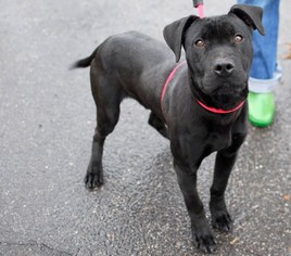 American Pit Bull Terrier-Labrador Retriever Mix Dogs for adoption in Menominee, MI, USA