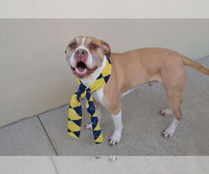 Mutt Dogs for adoption in McKinney, TX, USA