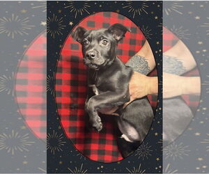 Shepradors Dogs for adoption in Aurora, IN, USA