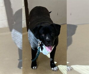 Labrador Retriever Dogs for adoption in Derwood, MD, USA