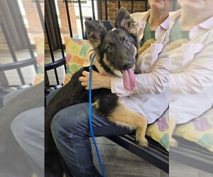 German Shepherd Dog-Unknown Mix Dogs for adoption in Winston Salem, NC, USA