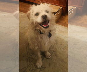 Shih Tzu-Unknown Mix Dogs for adoption in Germantown, OH, USA