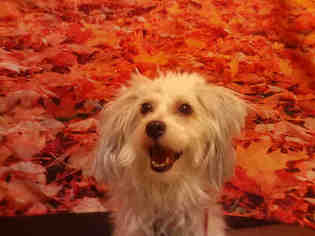Maltipoo Dogs for adoption in Forestville, MD, USA