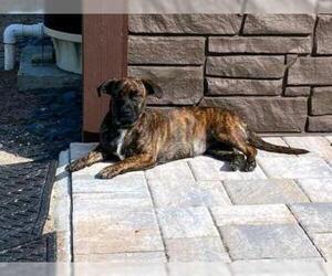 Bogle Dogs for adoption in oakland, FL, USA