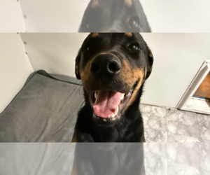 Rottweiler Dogs for adoption in Gilbert, AZ, USA